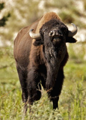 Texas bison herd