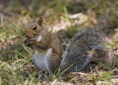 Backyard tree rat