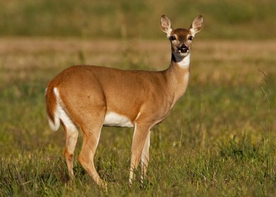 Doe