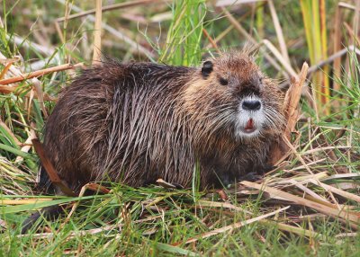 Nutria