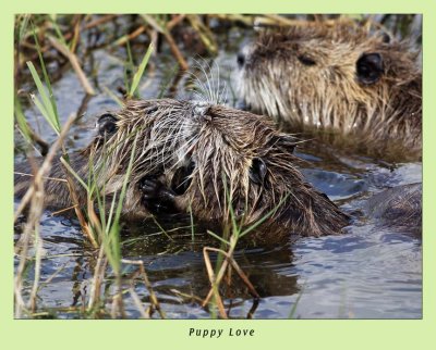 Nutria