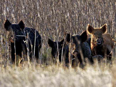 Feral hogs