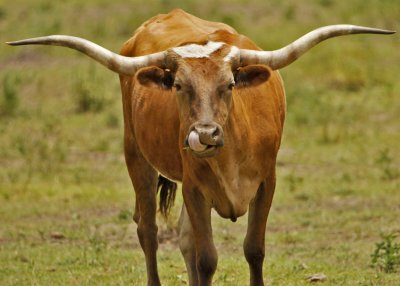 Texas longhorn