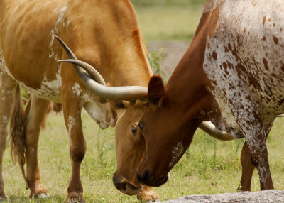 Texas longhorns