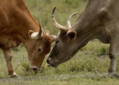 cows