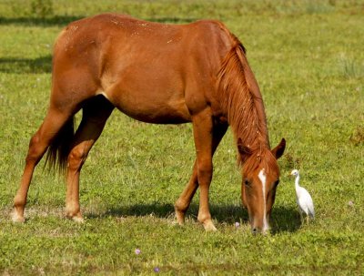 horse grazing