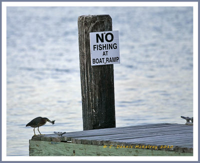 bird 5.jpg