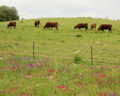 grazing