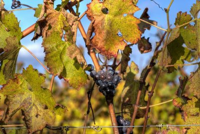 Vignes HDR  2