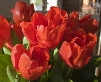 tulipes rouges.