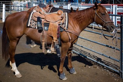 Horses during a break.