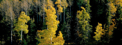 Aspens, northern New Mexico.