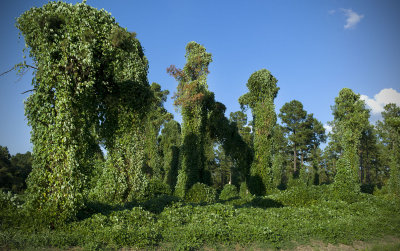 Creeping Kudzu near Marion, AL.