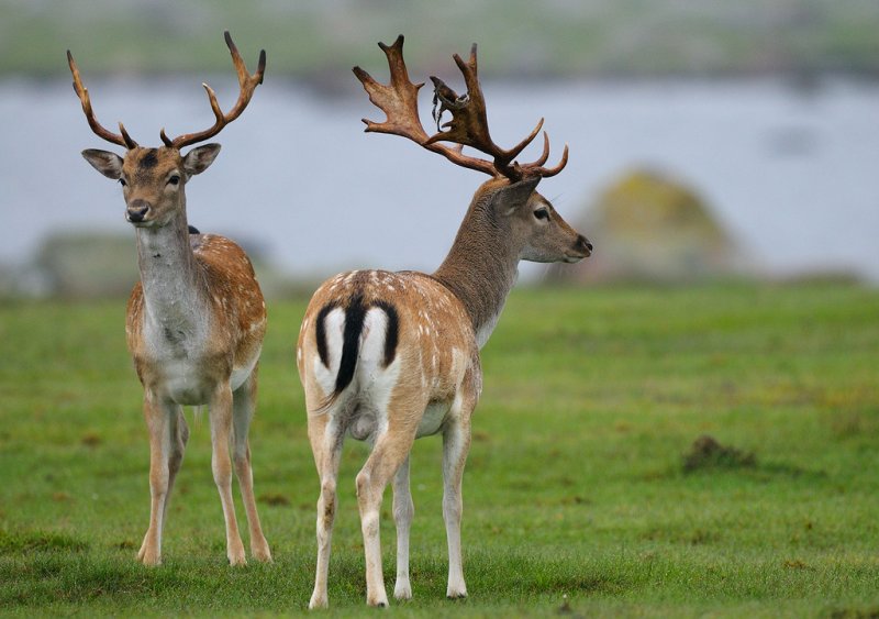 Dovhjort - Fallow Deer