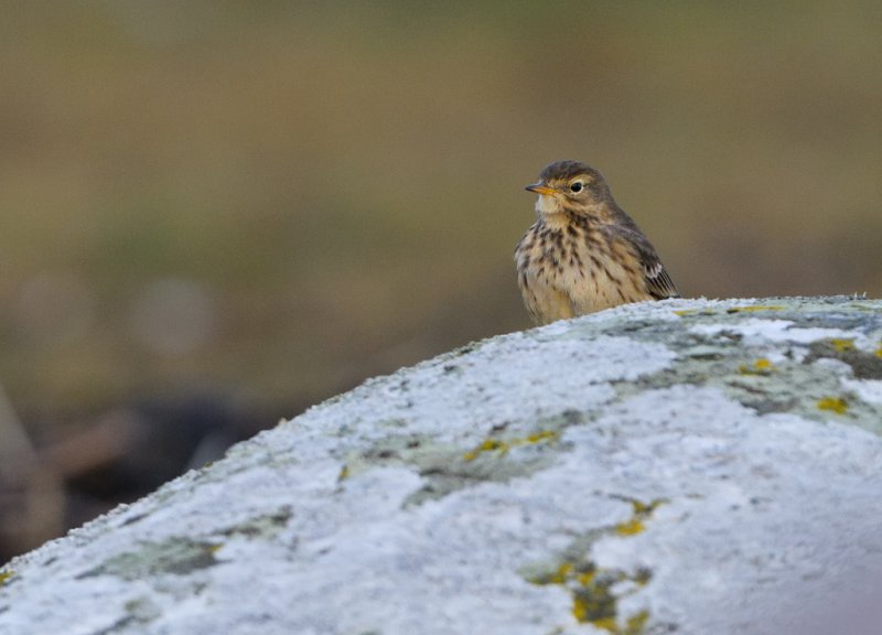 American Pipit