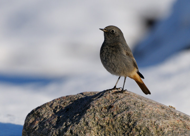 Black Redstart