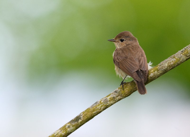 Mindre flugsnappare (Ficedula parva)