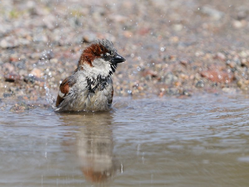 House Sparrow - Grsparv