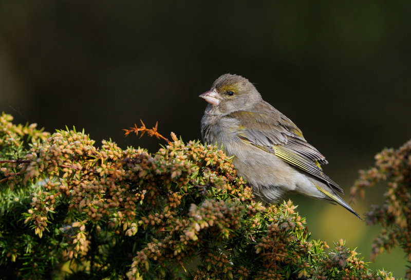 European Greenfinch