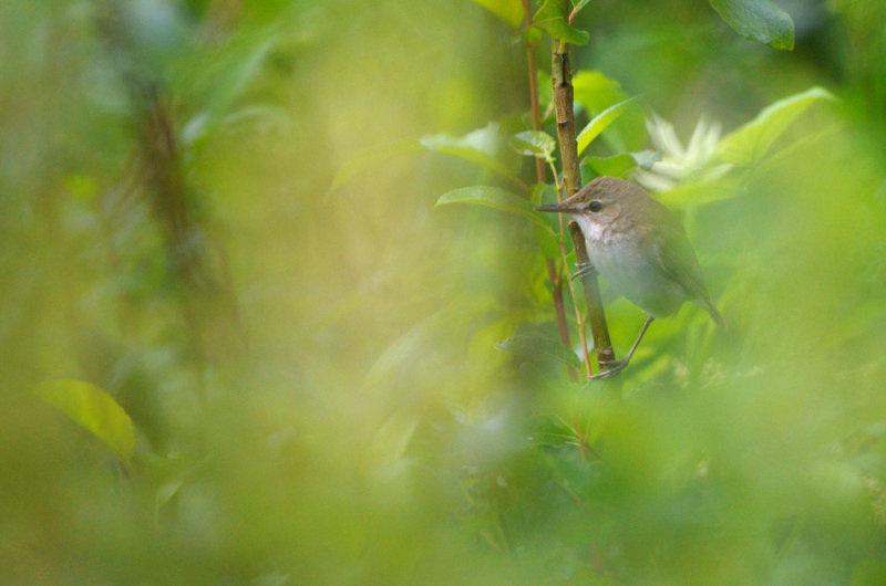 Busksngare - Blyths reed-warbler