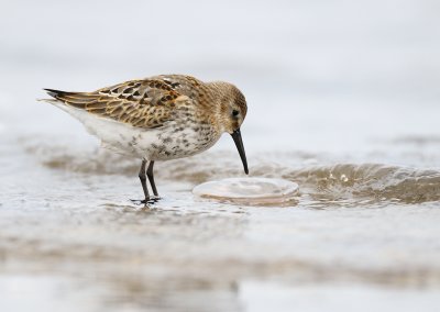 Dunlin