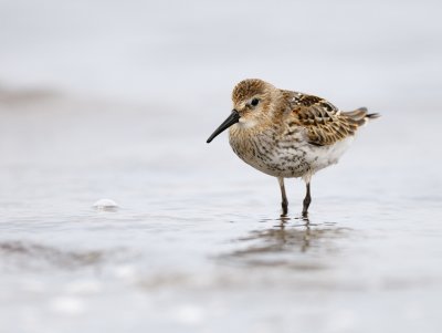 Dunlin
