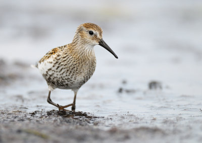 Dunlin - Calidris alpina - Krrsnppa