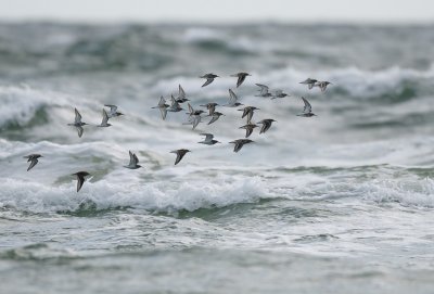 Dunlins & Little Stint
