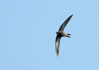 Common Swift, juvenile