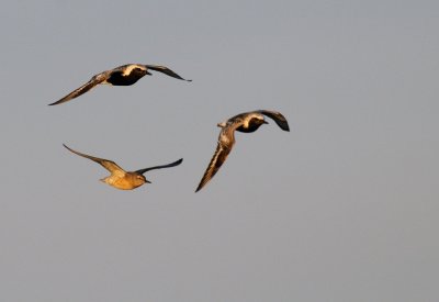 Grey Plovers & Knot