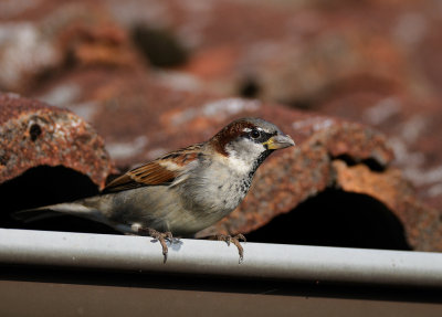 House Sparrow