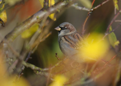 House Sparrow