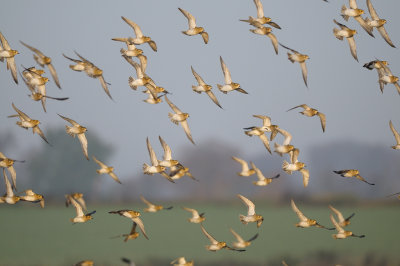 European Golden Plovers