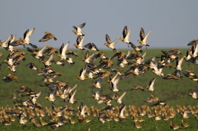 European Golden Plovers