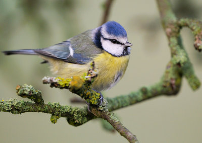 Blue Tit