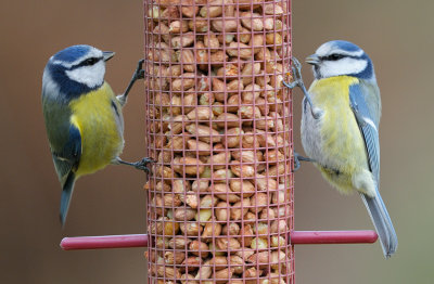 Blue Tit