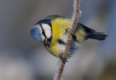 Blue Tit