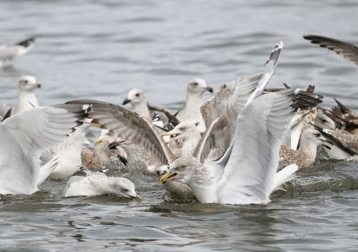 hungry Gulls