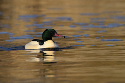 Storskrake - Common Merganser