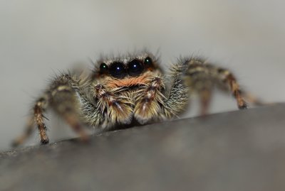 Spiders - Spindlar