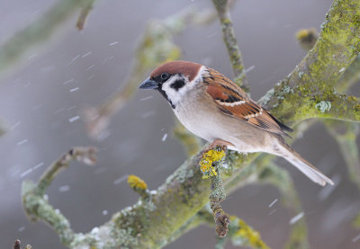 European Tree Sparrow - Pilfink
