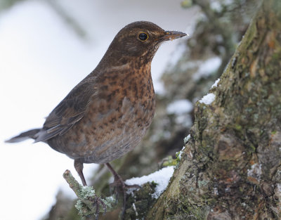 Blackbird - Koltrast