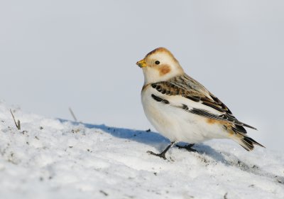 Snow Bunting