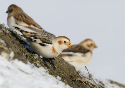 Snow Bunting