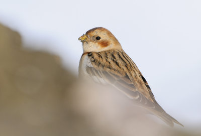 Snow Bunting