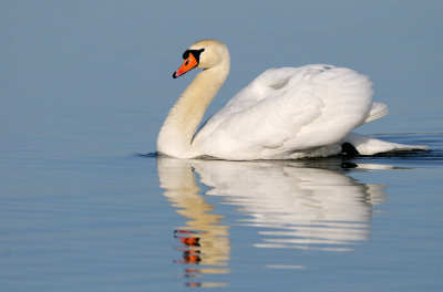Mute Swan