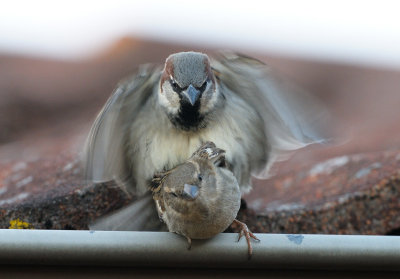 House Sparrows - Grsparvar
