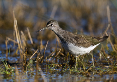 Green Sandpiper - Skogssnppa