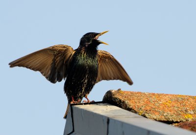 European Starling - Stare