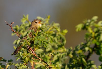 Grasshopper Warbler